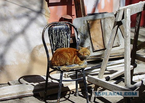 Старые дворы Одессы, коты и кошки