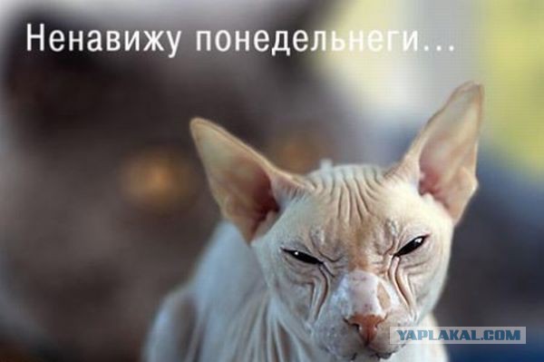 Когда вы плюсуeтe тему в платине