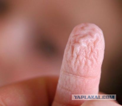 Как открыть бутылку вина без штопора? (GIF)