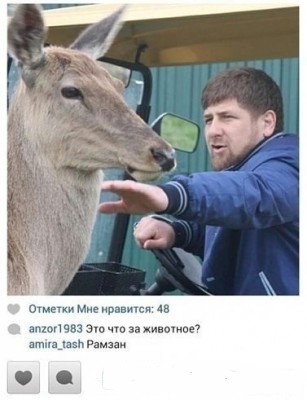 Комментарии из сети