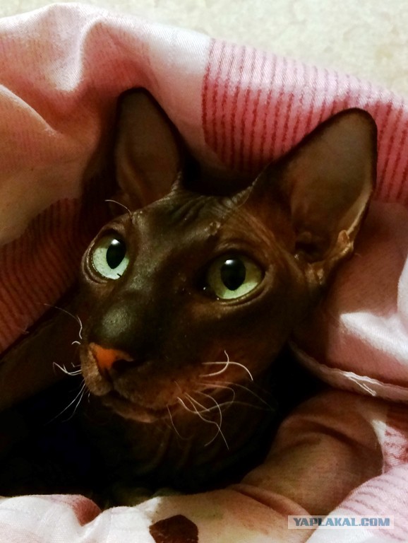 Котовторник 11.11.2014