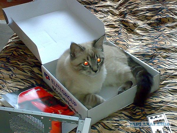 Ловушка для кошек