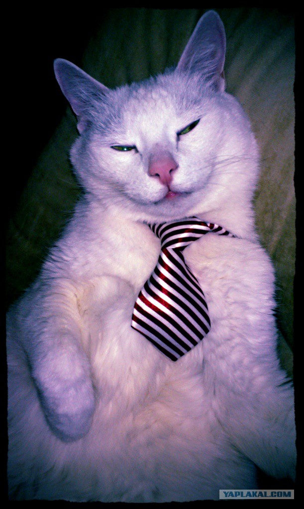 Котовторник
