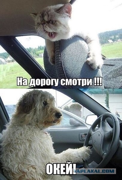 Автолюбителям посвящается