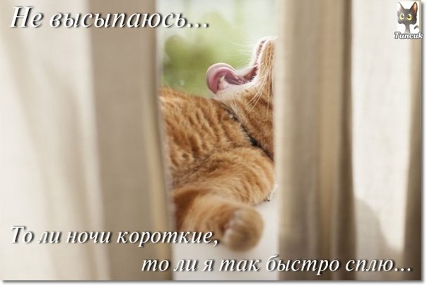 Котэподборка