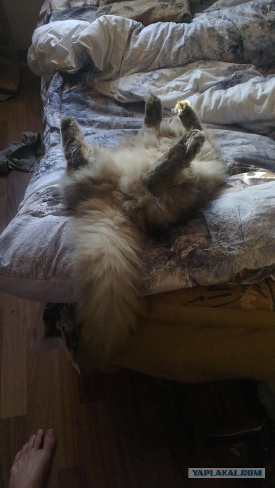 Котовторник 28.07.2015