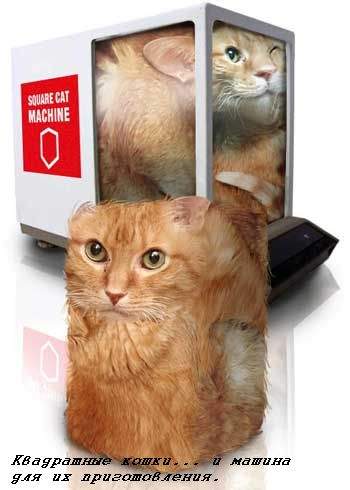 Коты, кошки, котята