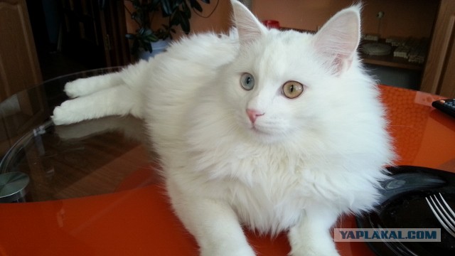 Котооо-о-о-вторник