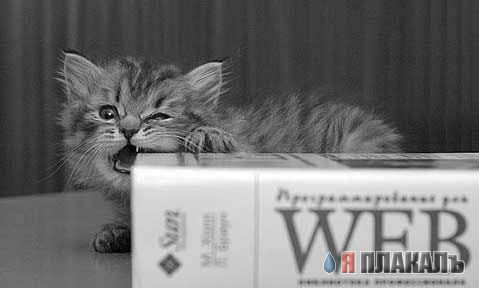 Коты, кошки, котята