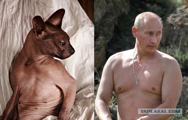 Весь в хозяина