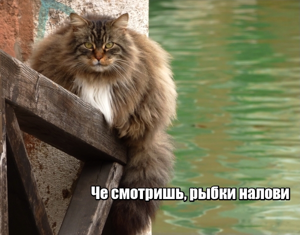 Картинки из сети, подборка