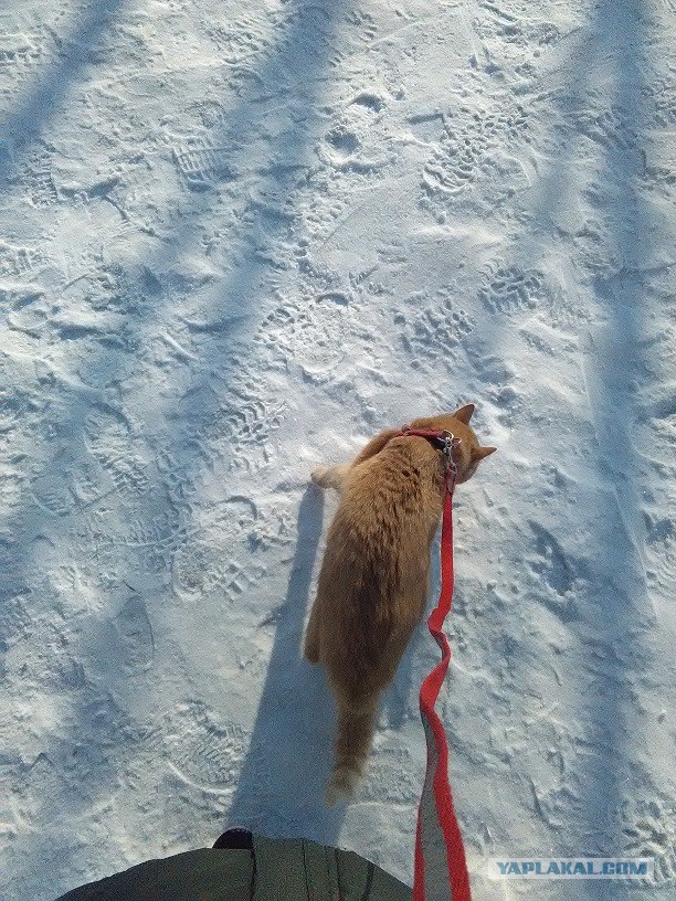 Котовторник - начало