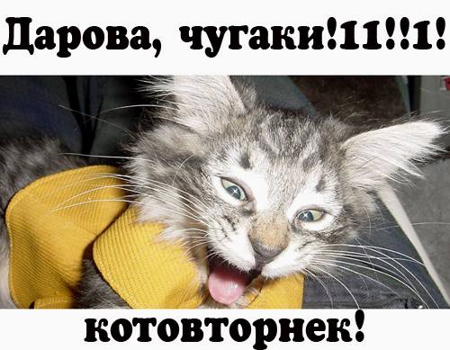 Котовторник!