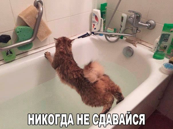 Прикольные животные