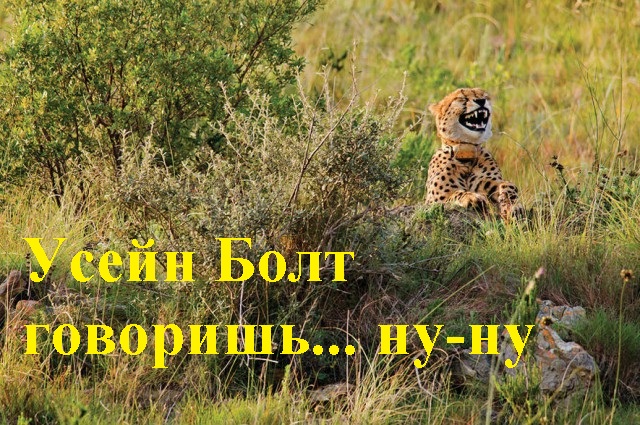 Победители конкурса самых смешных фотографий дикой природы 2016