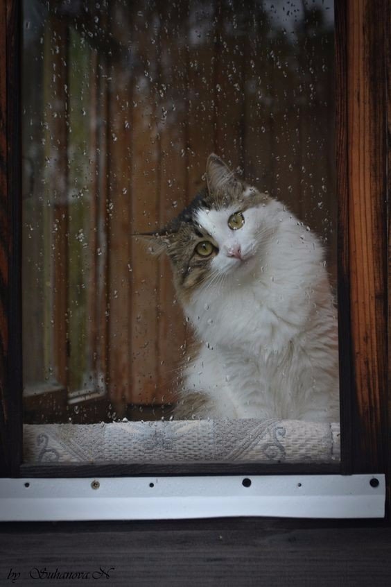 Прикольные животные