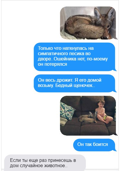 Как жена нашла койота