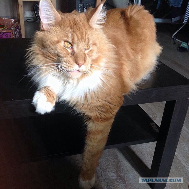 Котовторник 10.01.2017