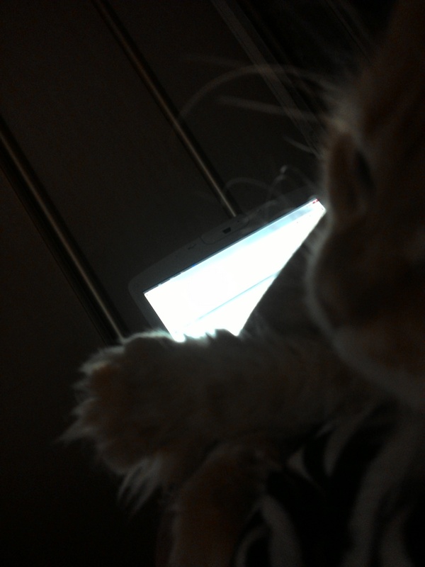 Коты миску делят