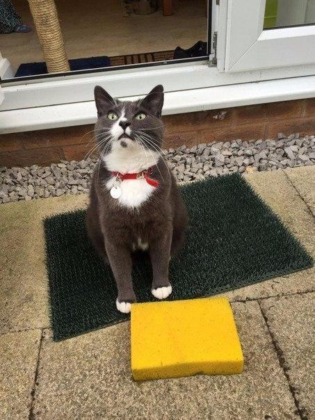 Коты и Кошки