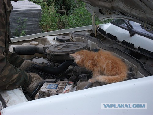 Коты и Кошки