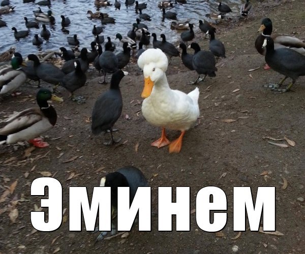 Подборка забавных животных