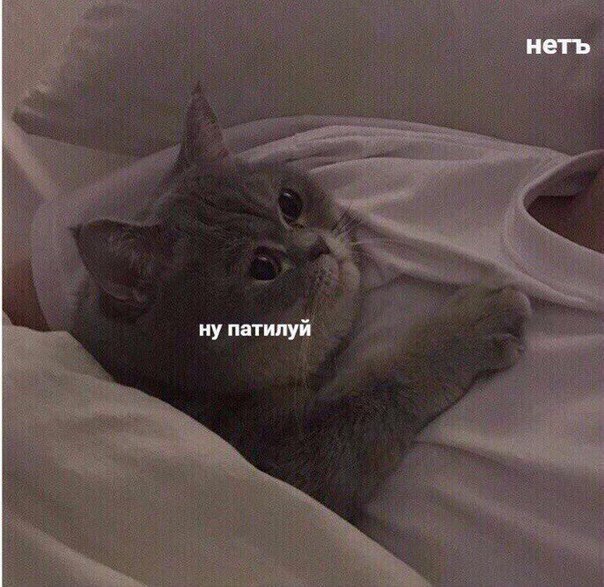 Коты и Кошки