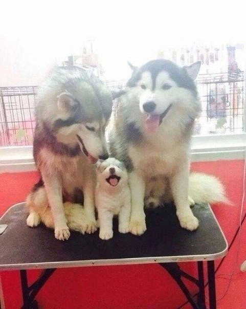 Живность из сети