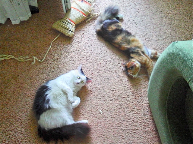 Кот Олег