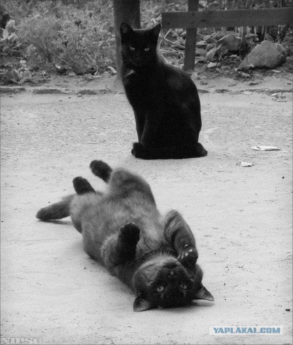 Котовторник на ЯПлакалъ