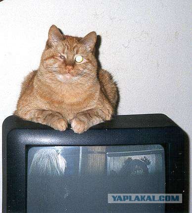 Коты и ТВ