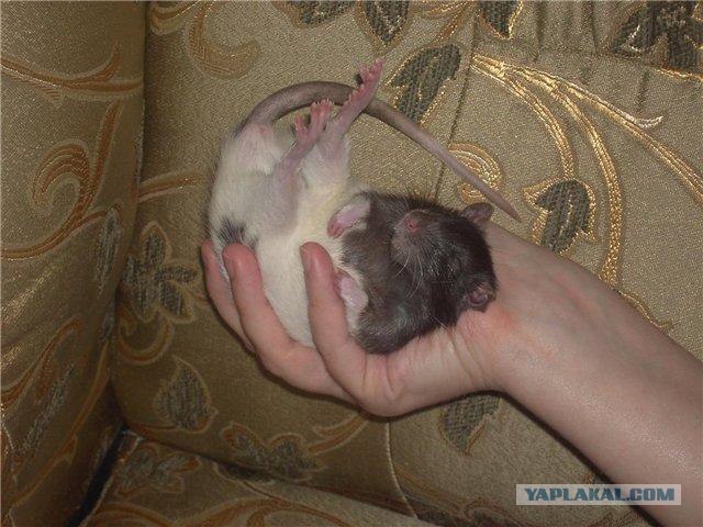 Зубасто-хвостатый позитив