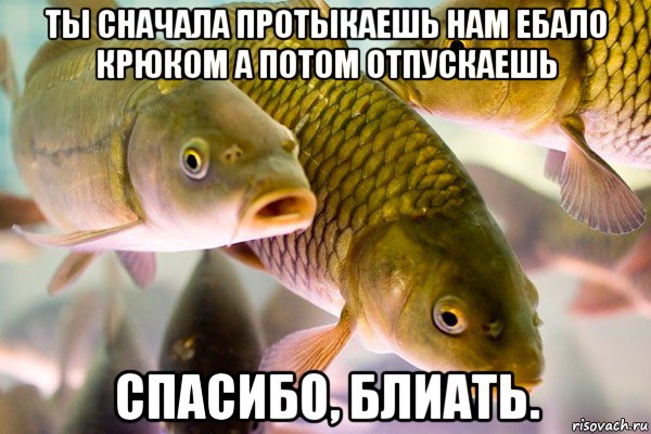 В Сызрани случайно поймали гигантского сазана. Полюбовавшись добычей, рыбак отпустил сазана обратно.