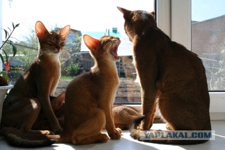 Котовторник 22.11.11