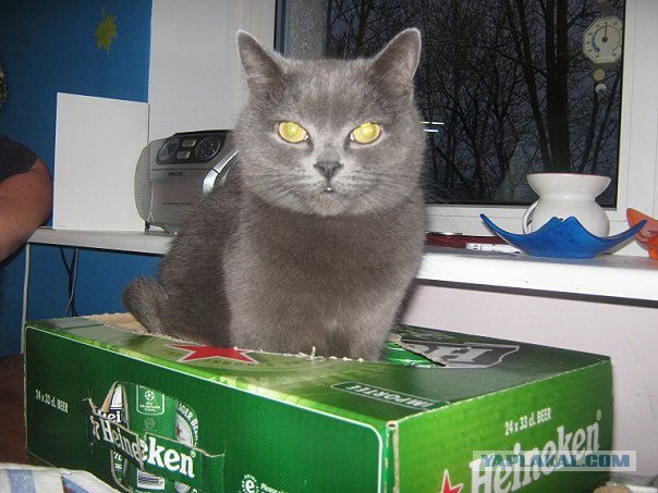 Котовторник (14.02.2012)