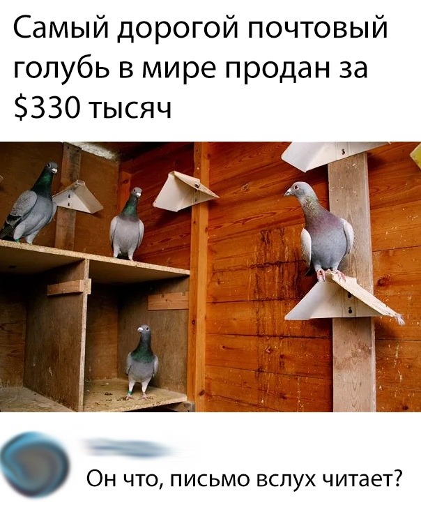 Нестандартный юмор