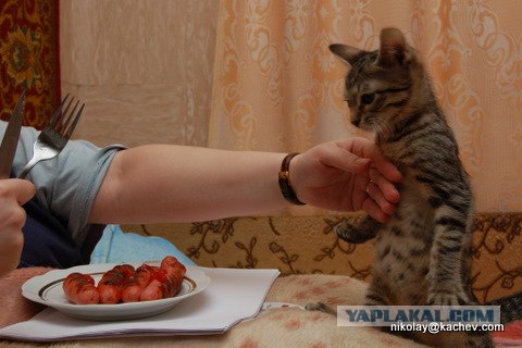 Котовторник  16.10.12