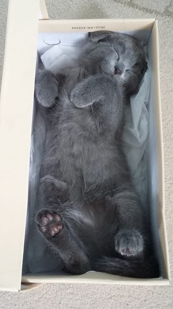 Кошки, которые заснули в самых невообразимых позах