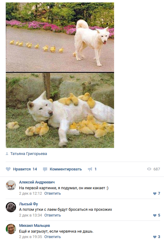 Не шутите с птицами!