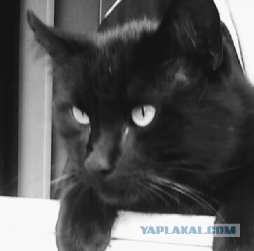 Котовторник. Добавляйте своих