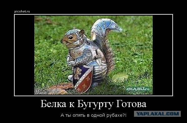 Беги, белка! Беги!