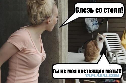 Котик спасся