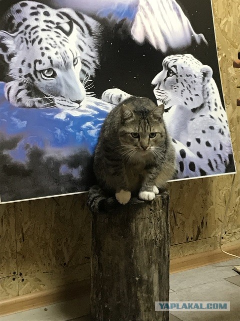 Котовторник. Поговорим о кличках, друзья