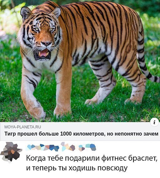 Картинки и мемы для настроения - 29