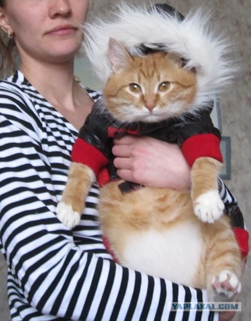 Наказали кота за собственные тапки!