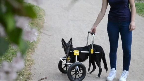 Жизнь домашнего приюта для котеек 440