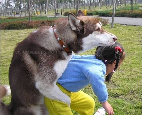 Животные добрые, они помогают друг другу