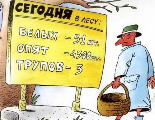 Как выглядят те грибы, которые теперь запрещено собирать в России