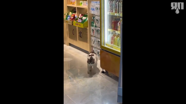 Кошкинг
