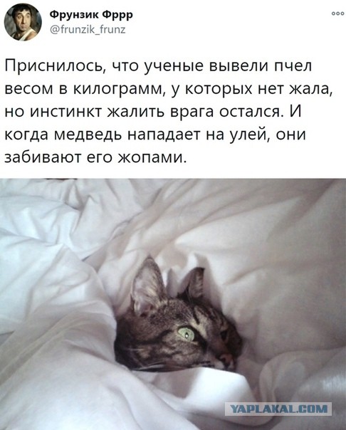 Картинки для деградации 26 (разной степени свежести)